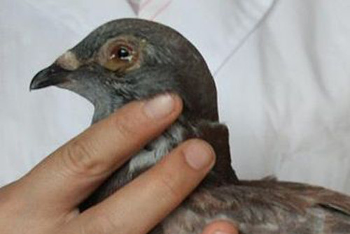 牡丹鹦鹉单眼伤风最明显症状,关于单眼伤风和普通眼病的区别