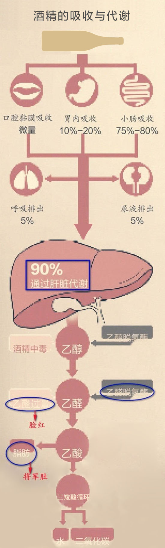 为什么都说喝酒上脸的人能喝,喝酒上脸的人和不上脸的哪个好