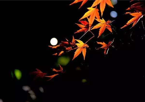 望月诗词鉴赏,秋夜诗词欣赏