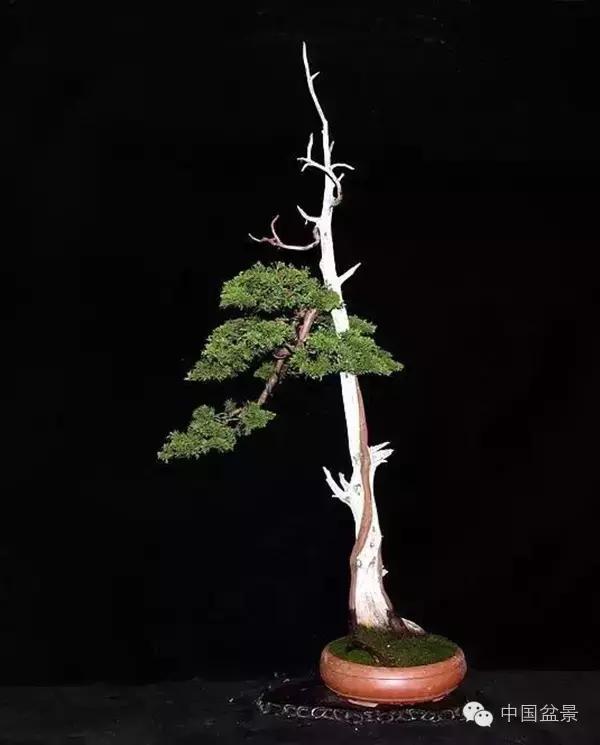 相识满天下知己有几人谁说的,相识满天下知己无一人出处