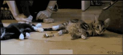 没想到你是这样的羊驼原版,没想到你是这样的狗gif