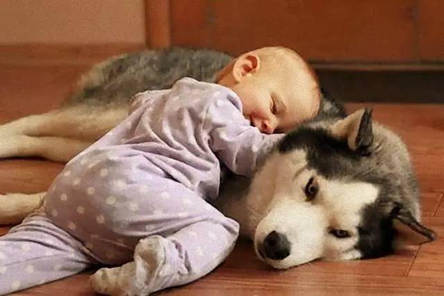 生个孩子养只猫和狗,生个孩子养只狗