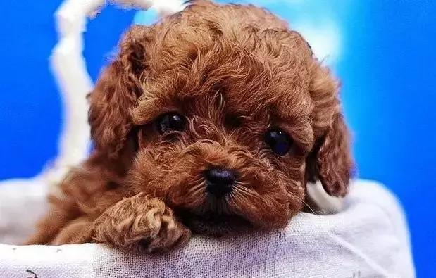 怎样选择狗狗适合的狗粮呢,怎么给狗狗选择适合的狗粮