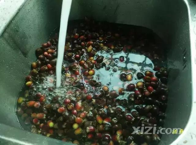 泡稔子酒的全过程,又到三华李熟时