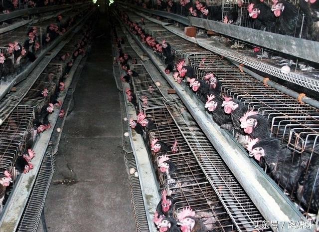 怎么防治鸡产蛋不下症,鸡产蛋期怎么用药