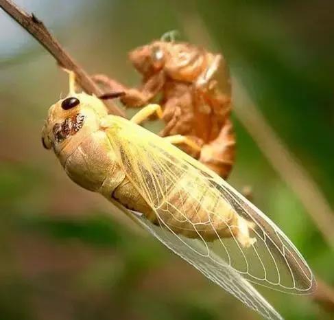 哪些虫子赚钱又好抓,农村常见的虫子哪些可以赚钱