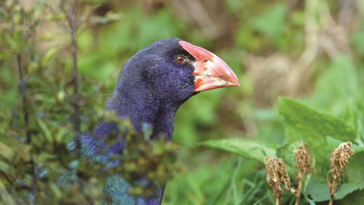 老中医蜂蜜系列,老中医秘制蜂蜜