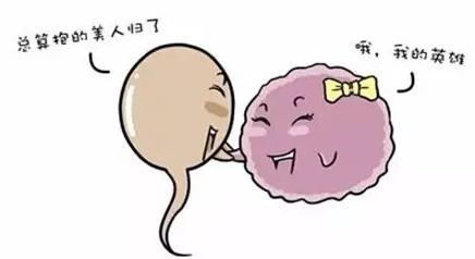 试管婴儿成功率大揭秘,试管婴儿流程大揭秘