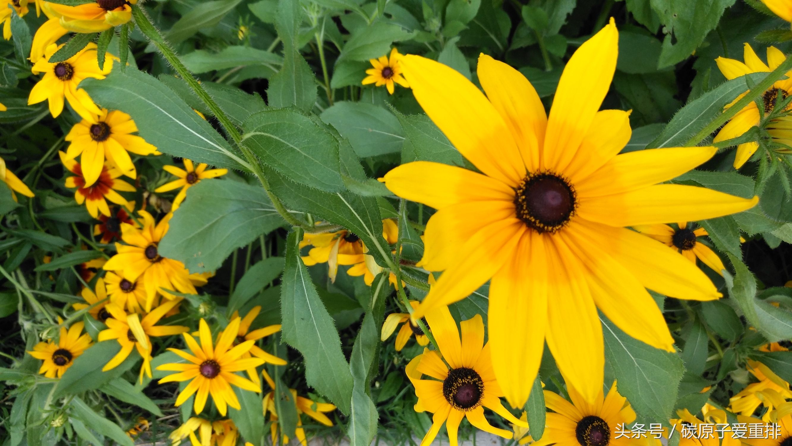 麦芒5有没有nfc,华为麦芒5体验评测