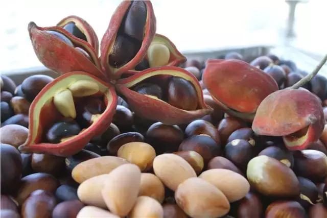 清远人,这种叫“频婆”的果子你还记得吗?