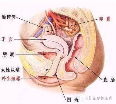 月经期用棉条下水安全么,用月经棉条就可以游泳么