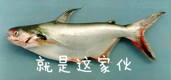 别买错了这9种鱼最适合宝宝吃,什么鱼适合宝宝吃没有刺