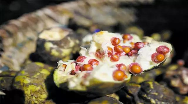 苏州鸡头米为什么那么贵,苏州鸡头米价格多少钱一斤