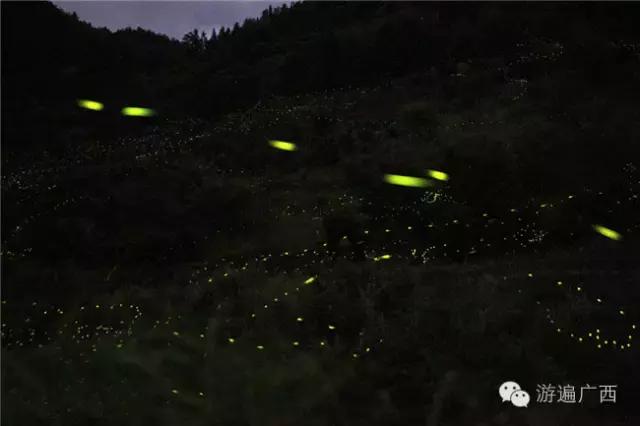 广西乐业出现神秘萤火之光，堪比美国大片！