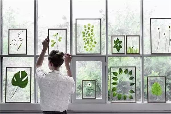 家里再穷也要丢掉的绿植,绿植盆栽都扔了