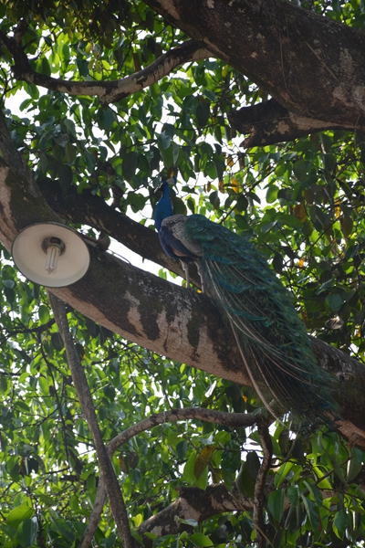 云南人必点的一道菜,云南的一道重口味美食