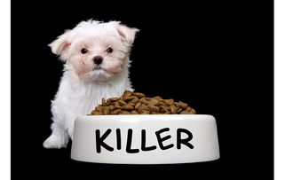 狗狗吃狗粮不积极了怎么回事,狗狗不吃狗粮怎么办小视频