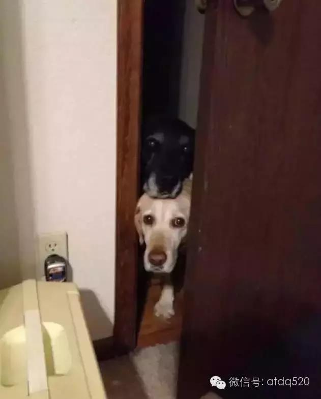 主人上厕所狗狗会想什么,狗狗为什么在上厕所时会看着你
