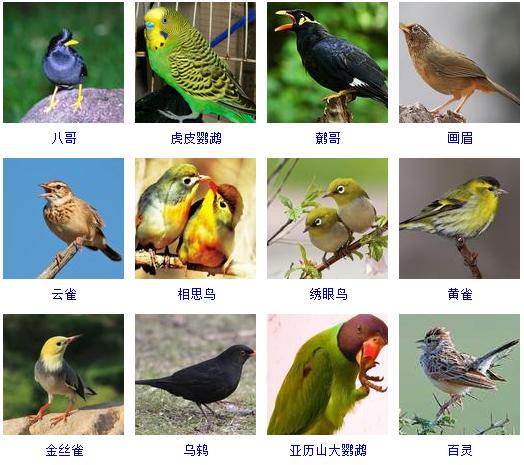 想养宠物又不知道养什么,整理一份养宠物的知识