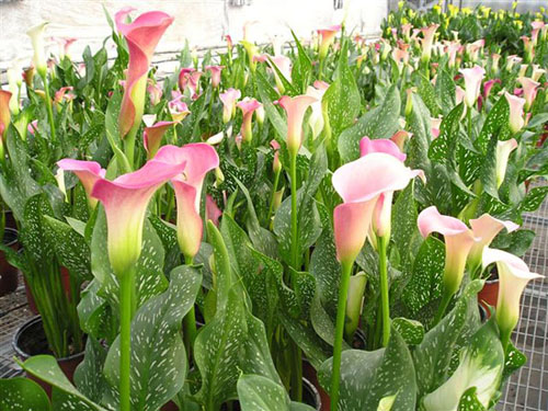 每日一花:马蹄莲总理喜爱的花儿