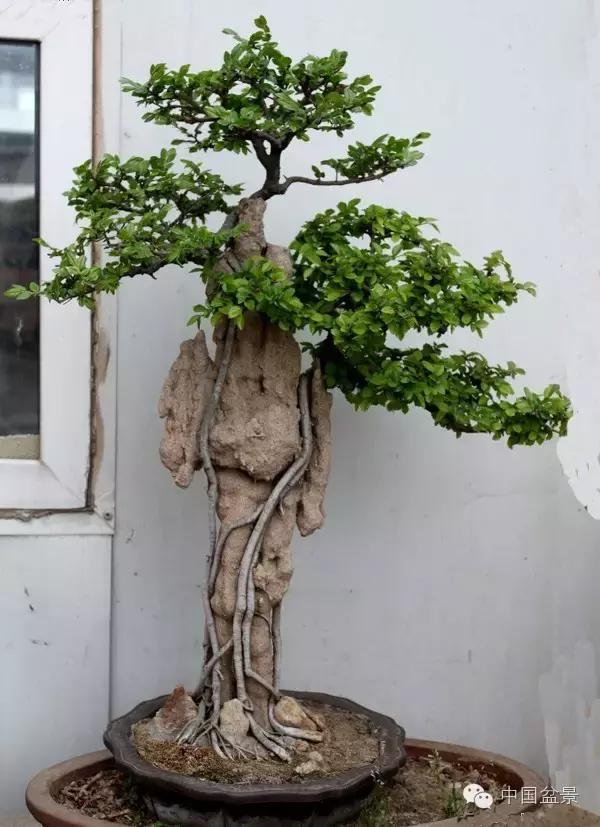 相识满天下知己有几人谁说的,相识满天下知己无一人出处