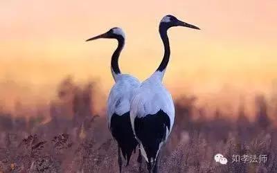 从根本上调理更直接更彻底,从根源解决情绪问题