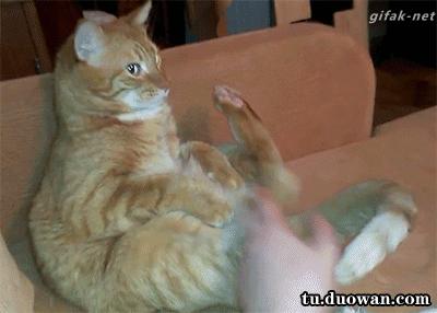 没想到你是这样的羊驼原版,没想到你是这样的狗gif