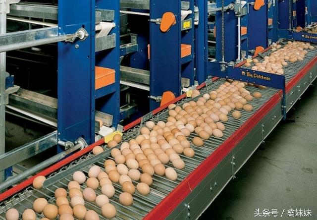 怎么防治鸡产蛋不下症,鸡产蛋期怎么用药