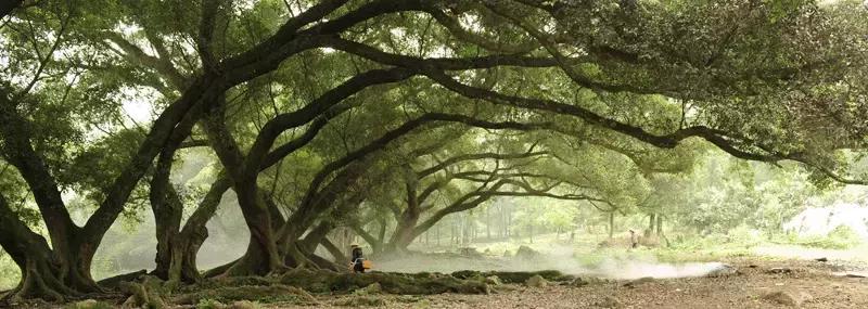 骨科杨茂伟,足部风湿性关节炎