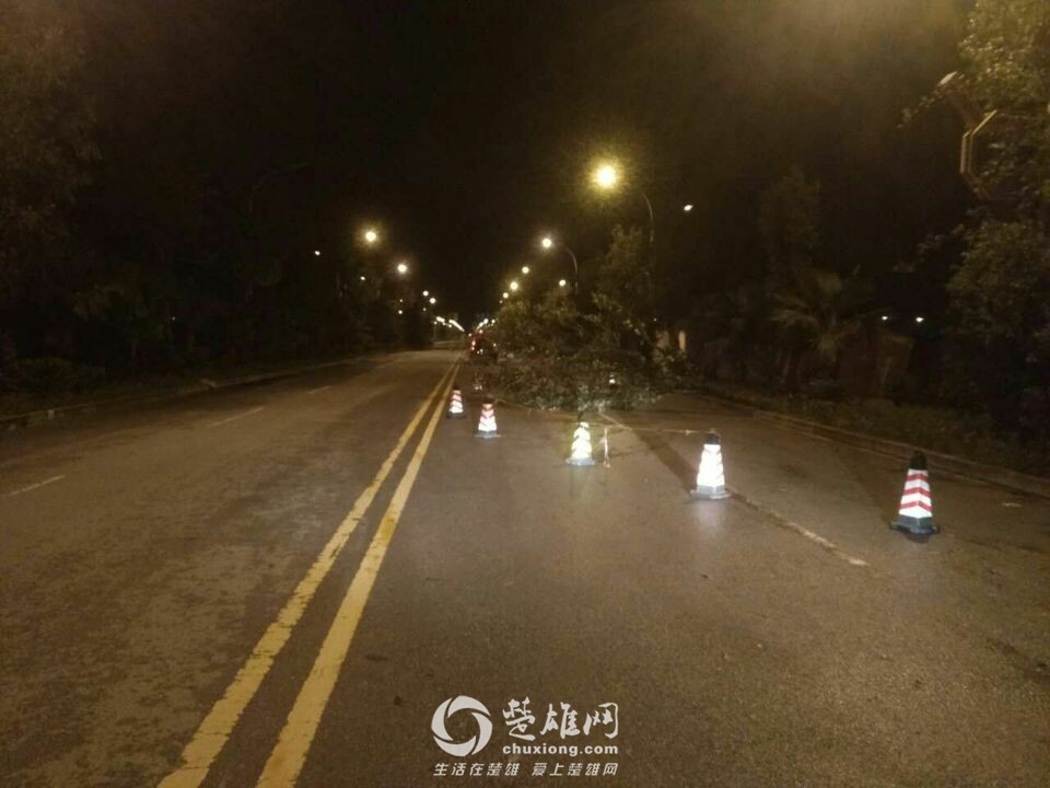 楚雄昨晚狂风大作电闪雷鸣，绿化植被损失惨重，小鸟尸横遍野