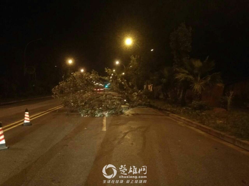 楚雄昨晚狂风大作电闪雷鸣，绿化植被损失惨重，小鸟尸横遍野