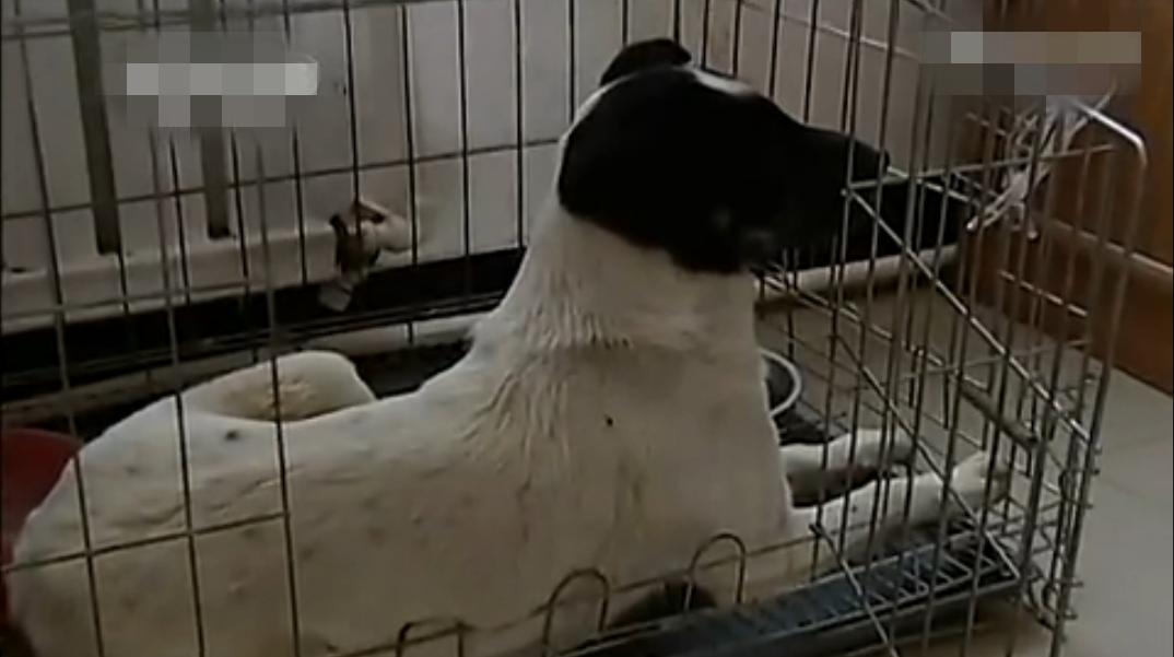 某小区业主打流浪狗,物业打小区流浪狗