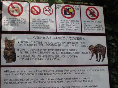 日本猫咖啡店,孟加拉猫咖啡