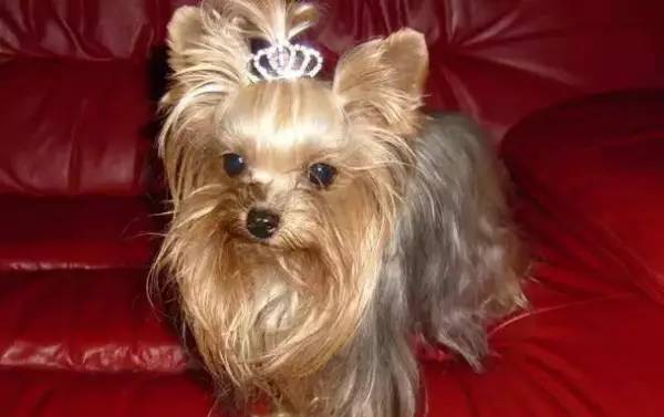 各种狗的身价排行榜,宠物狗什么狗最便宜还好看