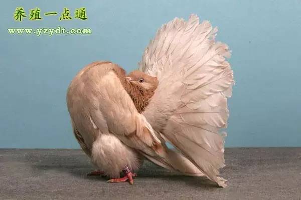 观赏鸽养殖赚钱吗,观赏鸽养殖市场前景分析