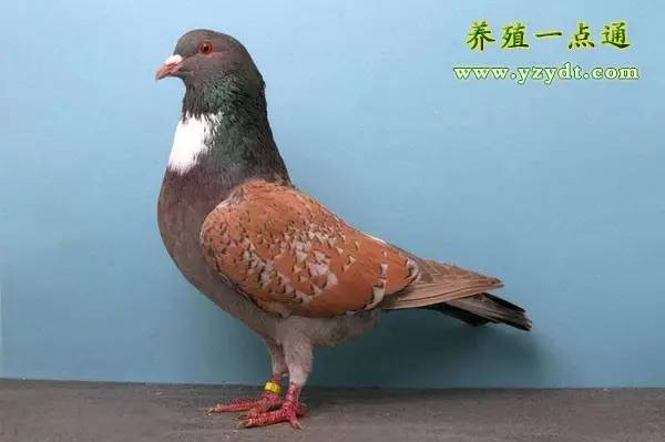 观赏鸽养殖赚钱吗,观赏鸽养殖市场前景分析