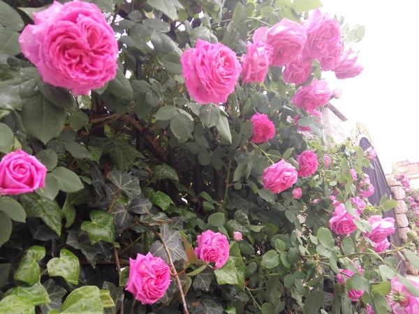 花朵语录唯美句子,夕阳西下花朵的唯美句子