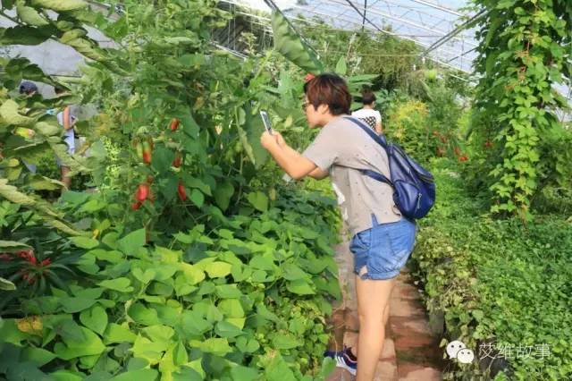 神奇大观园——农场变形记