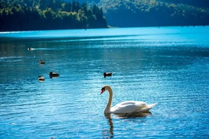 伪摄影师与真正的摄影师,伪摄影师