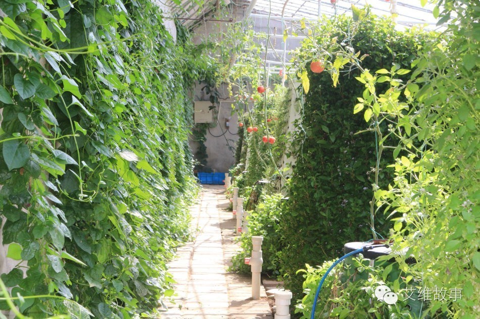 神奇大观园——农场变形记