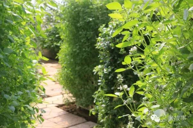 神奇大观园——农场变形记