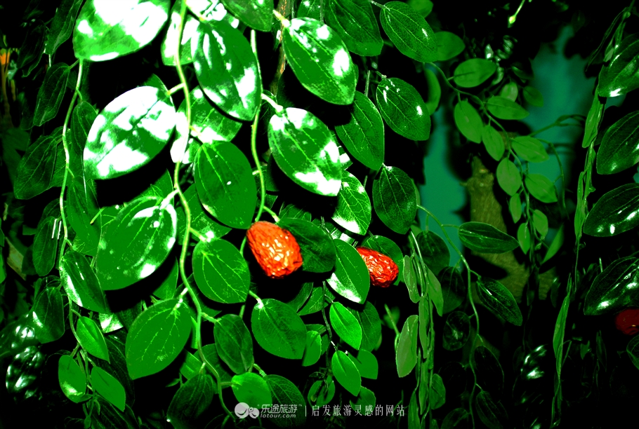 赞皇枣花,石家庄赞皇特产枣花