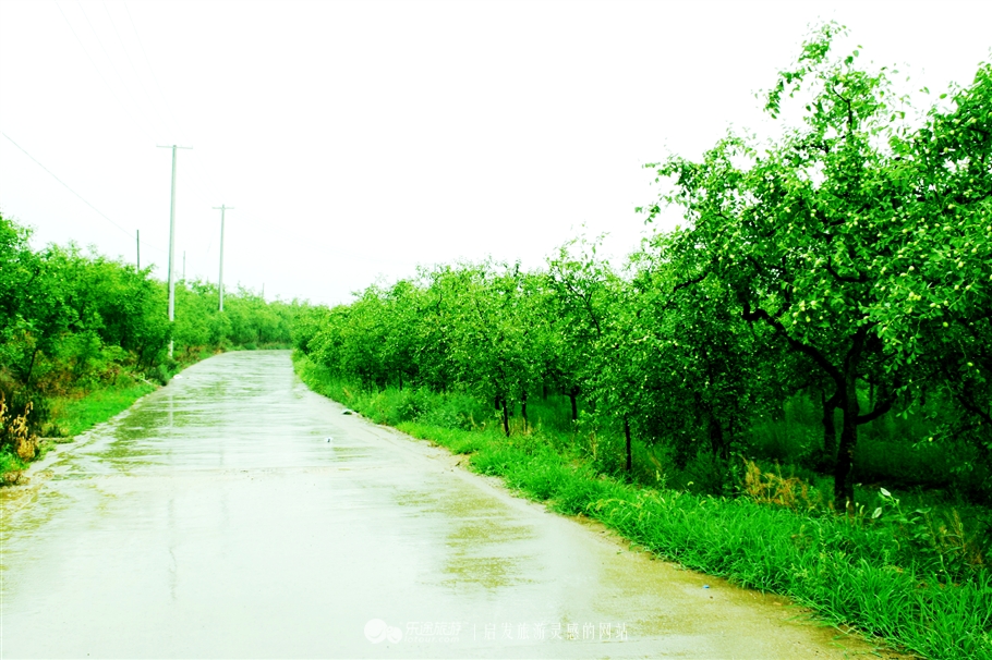 赞皇枣花,石家庄赞皇特产枣花