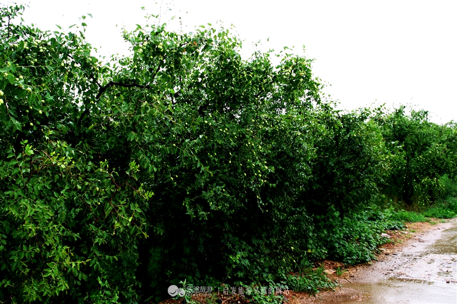 赞皇枣花,石家庄赞皇特产枣花