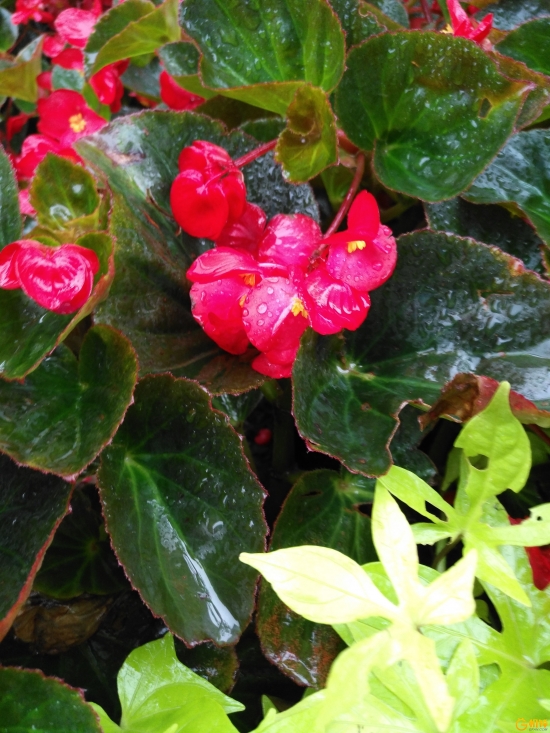 华为g9plus评测,华为g9plus详解