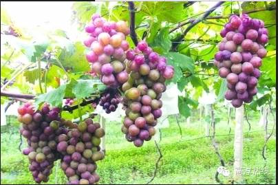 没有空调的年代是怎么活的,在没有空调的年代如何度过夏天的