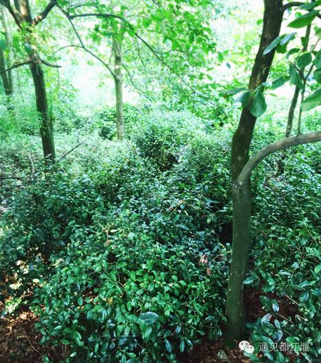 白鹭湾什么样,白鹭湾现在什么样子