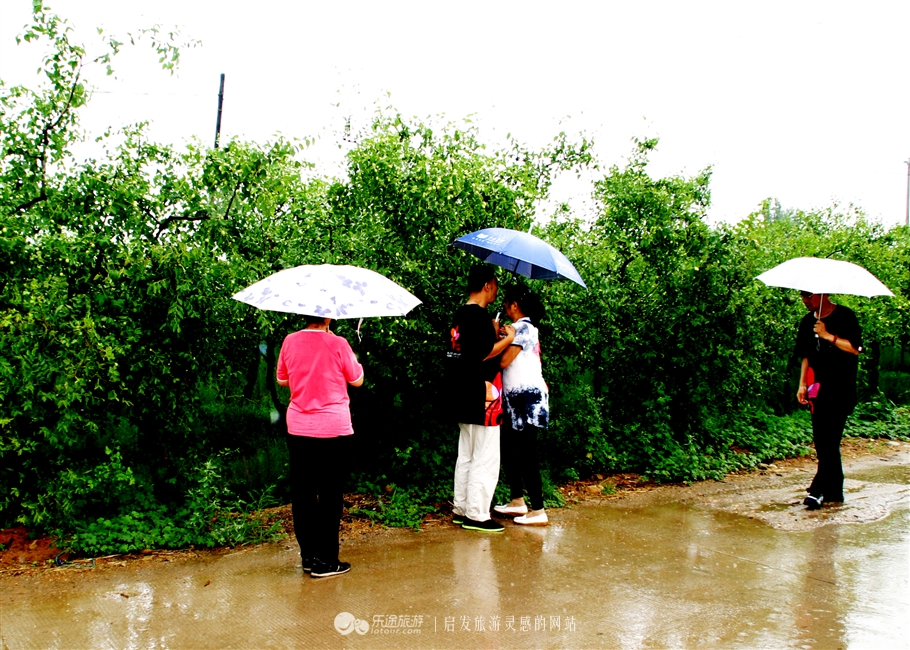 赞皇枣花,石家庄赞皇特产枣花