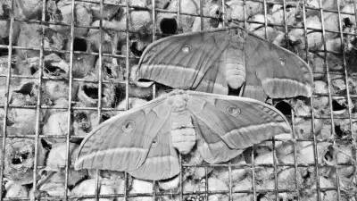 农资田间地头,农资预防地下害虫