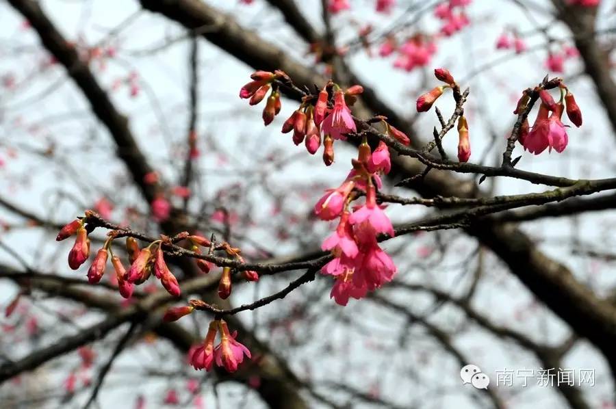 南宁哪里有假樱花,南宁樱花还有吗